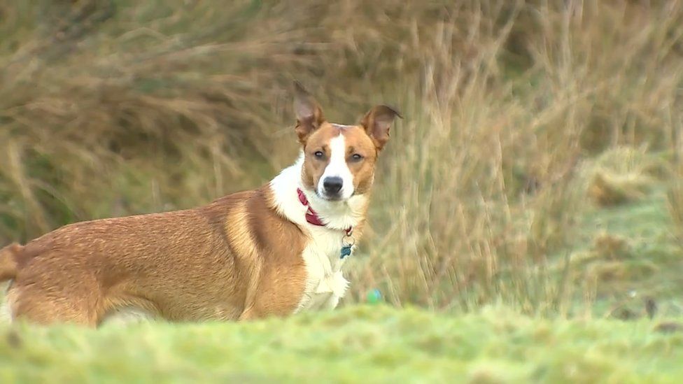 Dogs play at a licensed day care facility on Anglesey, which strictly follows regulations