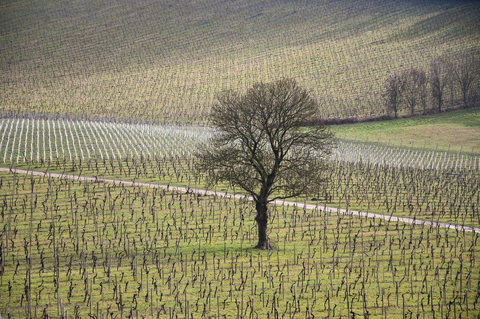 A tree in a vineyard