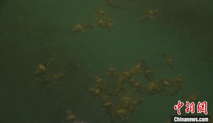 江南第一名鱼今年总产量两万余尾 有望畅游黄浦江