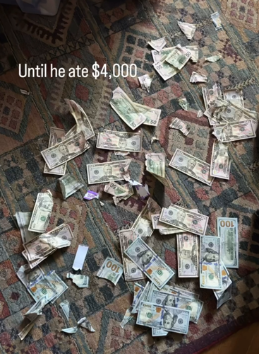 狗子吃掉2万现金后又拉了出来 主人只能屎里淘金