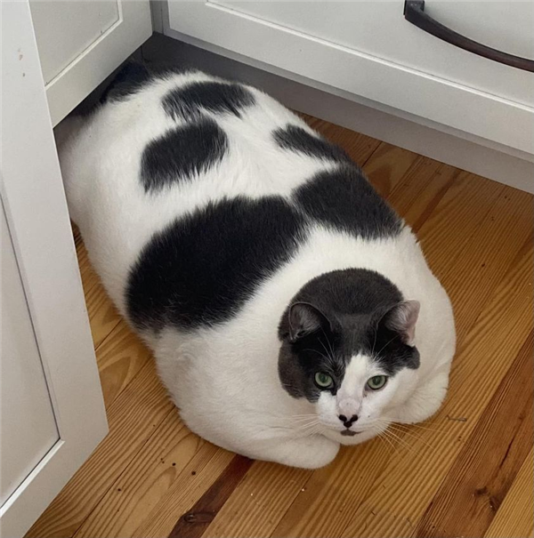 世界最胖的猫在数万人的监督下被迫减肥：一年后能跳上桌子了